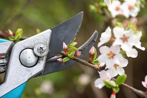Gartenschere schneidet Blütenzweig